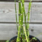 Praslička zimná (Equisetum hyemale) - výška 30-50 cm, kont. C3L